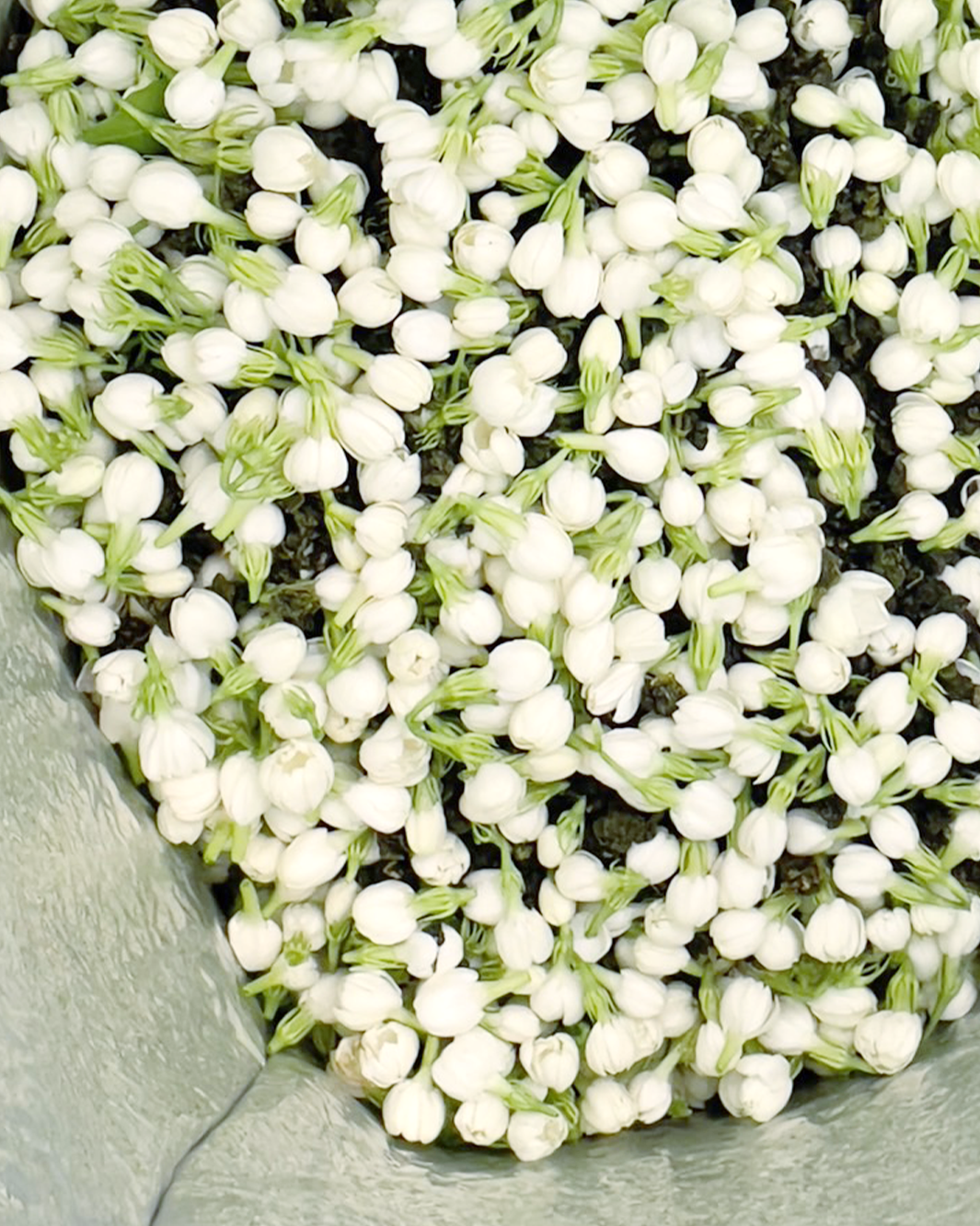 CIEL DE COTON Jasmine