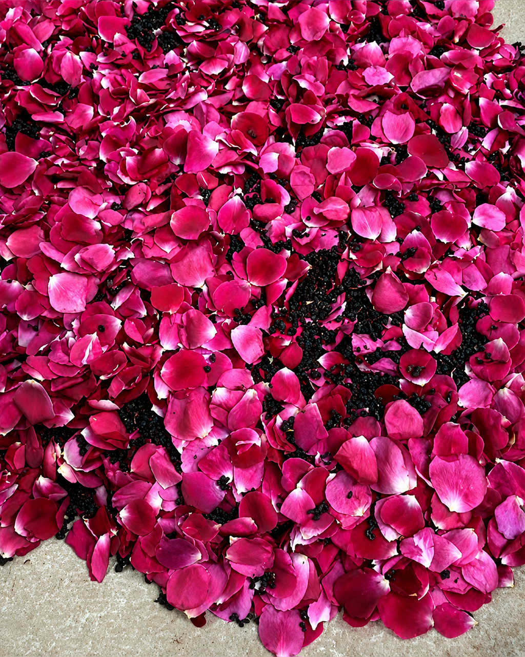 CIEL DE COTON ROSE