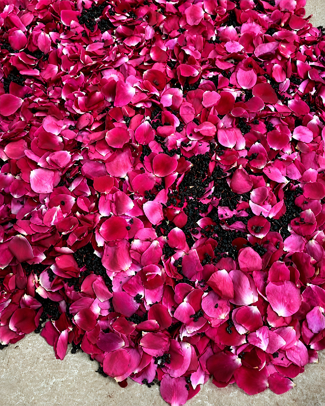 CIEL DE COTON ROSE